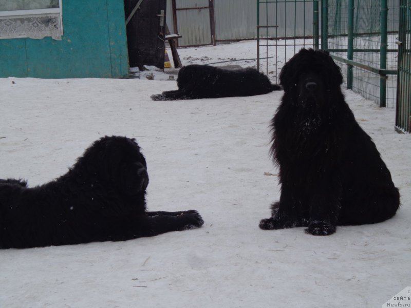 Фото: ньюфаундленд Vito Kacho Ferl (Вито Качо Ферл), ньюфаундленд Super Premium Nao Del Trato (Супер Премиум Нао Дел Трато)
