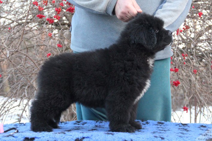 Фото: ньюфаундленд Gusar s Berega Dona (Гусар с Берега Дона)