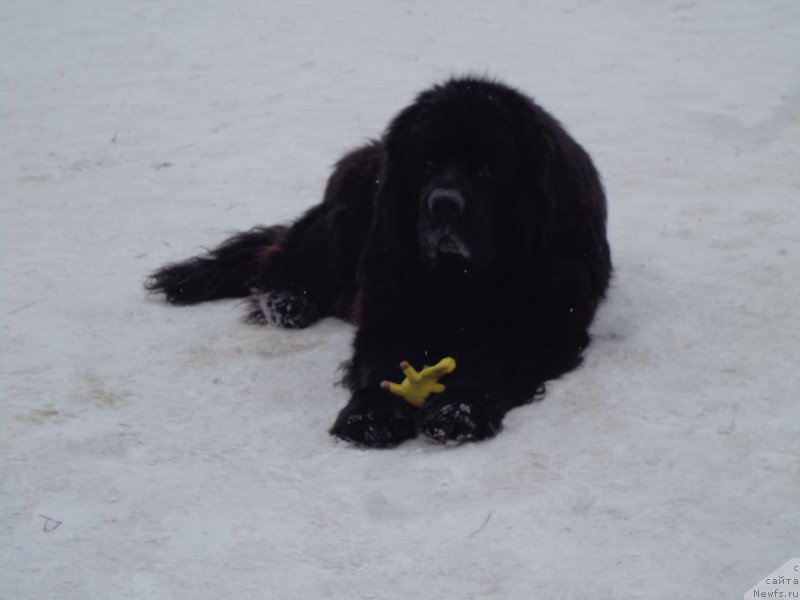 Фото: ньюфаундленд Viski Red Label Veps (Виски Ред Лейбл Вепс)