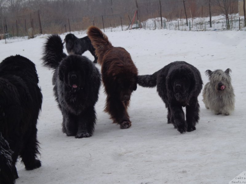 Фото: ньюфаундленд Super Premium Mikado (Супер Премиум Микадо), ньюфаундленд N'yufort YU'Severino (Ньюфорт Ю'Северино), ньюфаундленд Viktorius Smayl (Викториус Смайл), и Тараска