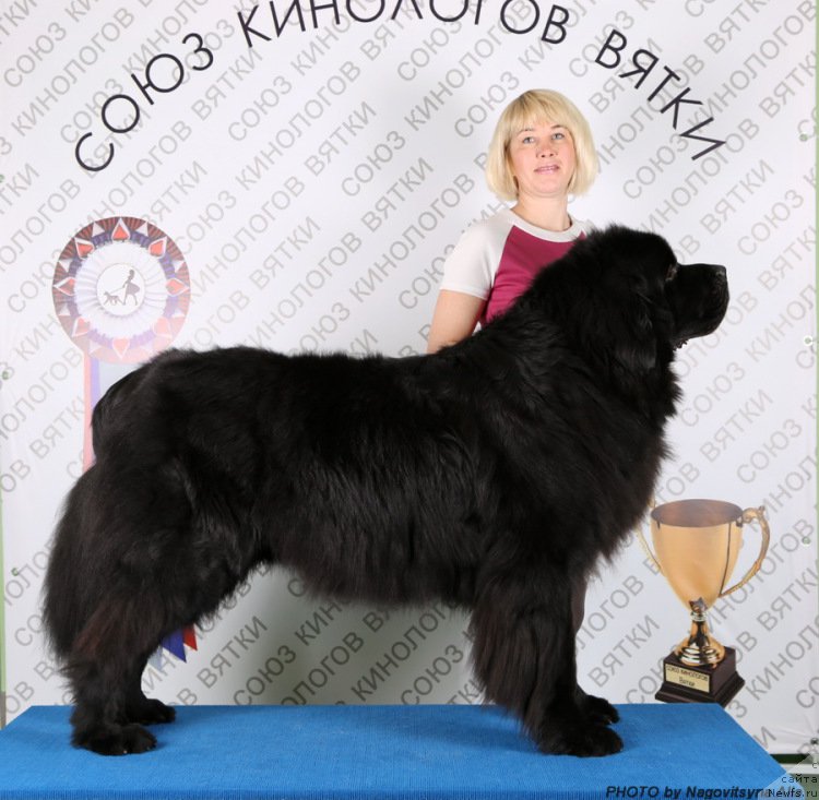 Фото: ньюфаундленд Na Grebne Volnyi Korolevskiy Syin (На Гребне Волны Королевский Сын)