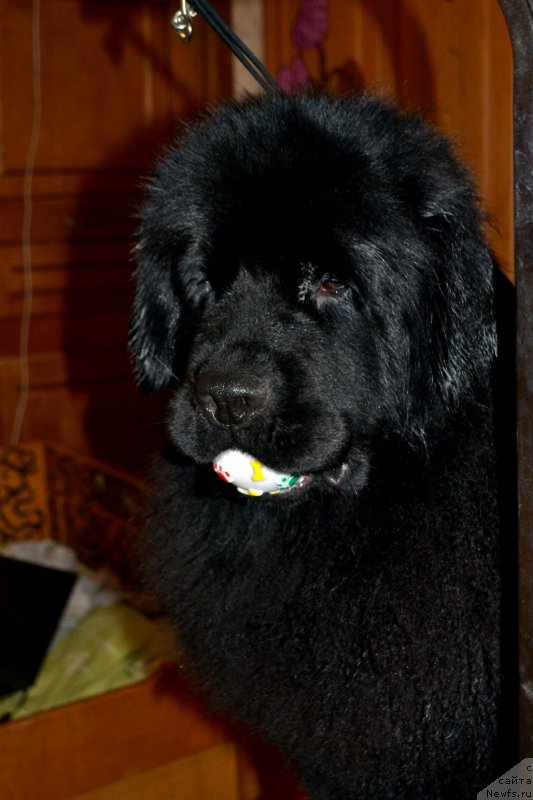 Фотография № 173271