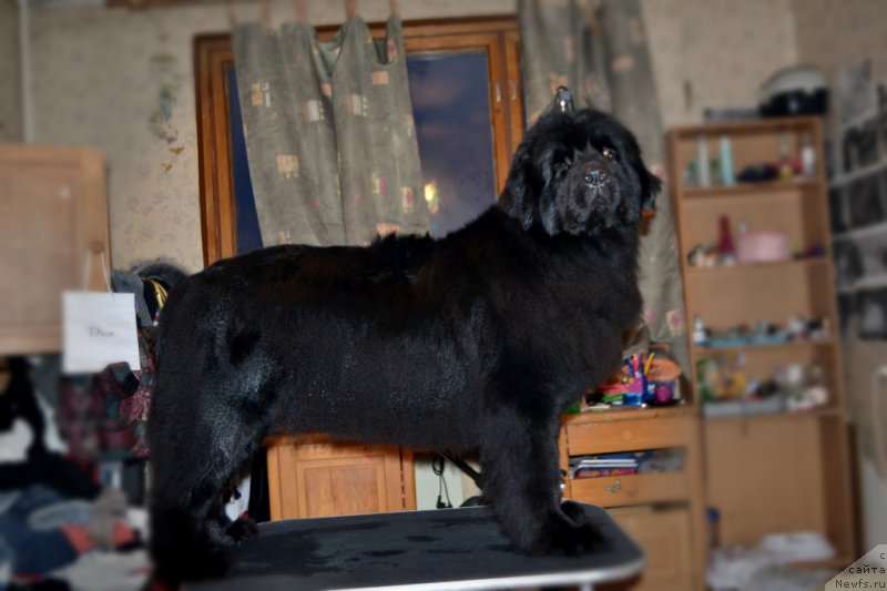 Фото: ньюфаундленд Lepestok Lilii (Лепесток Лилии)