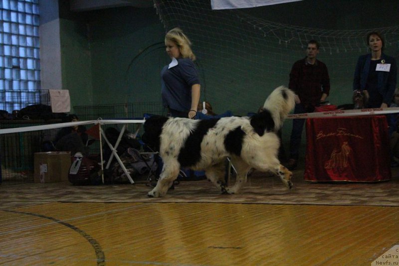 Фото: ньюфаундленд Keeper Soul Nou Daut Best (Кипер Соул Ноу Даут Бэст), Elena Zaborova (Brehina) (Елена Заборова (Брехина))