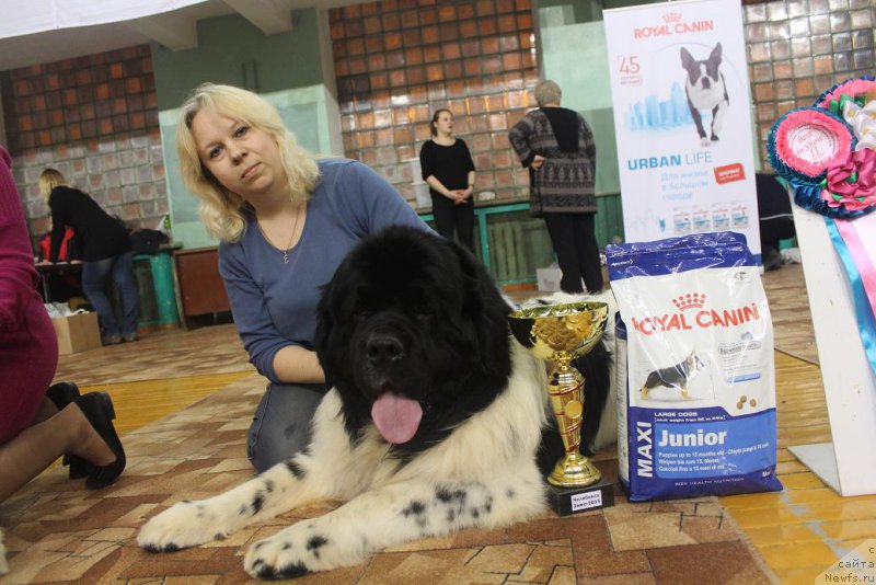 Фото: ньюфаундленд Keeper Soul Nou Daut Best (Кипер Соул Ноу Даут Бэст), Elena Zaborova (Brehina) (Елена Заборова (Брехина))