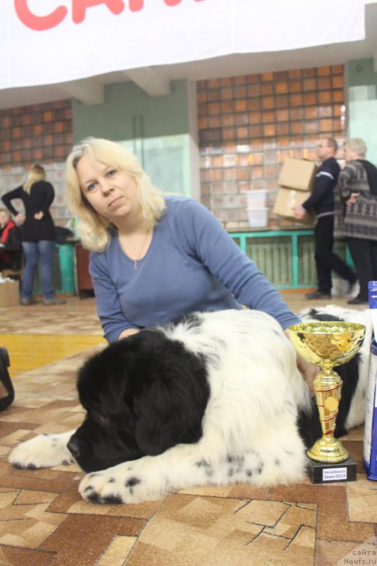 Фото: ньюфаундленд Keeper Soul Nou Daut Best (Кипер Соул Ноу Даут Бэст), Elena Zaborova (Brehina) (Елена Заборова (Брехина))