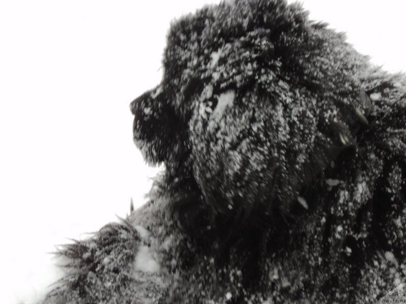 Фотография № 173283