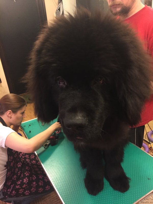 Фото: Svetlana Samarceva (Светлана Самарцева), ньюфаундленд Begushaya po Volnam Choice of Fibonacci (Бегущая по Волнам Чойс оф Фибоначчи), Anton Pechorin (Антон Печорин)