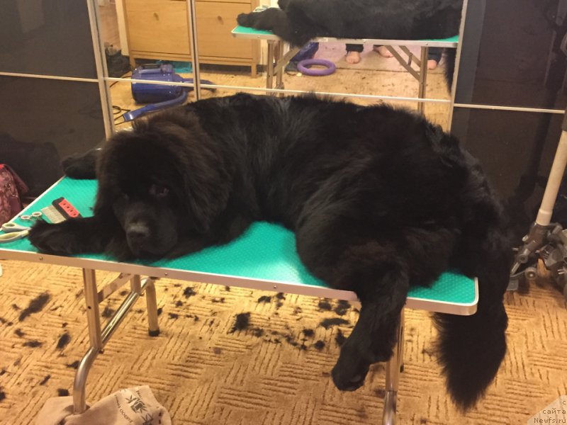 Фото: ньюфаундленд Begushaya po Volnam Choice of Fibonacci (Бегущая по Волнам Чойс оф Фибоначчи)