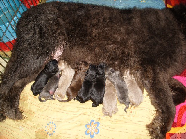 Фото: ньюфаундленд Akvamarinovaya Krasotka dlya Marleon (Аквамариновая Красотка для Марлеон), ньюфаундленд CHernyiy SHarm Amber Best Dog FO Marleon (Черный Шарм Амбер Бест Дог ФО Марлеон)