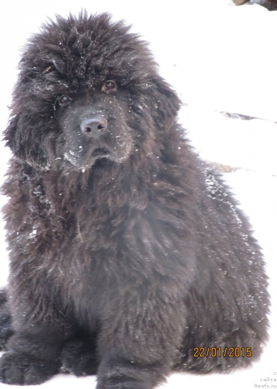 Фото: ньюфаундленд Smigar Every Beat of My Heart (Смигар Эври Бит ов Май Хат)