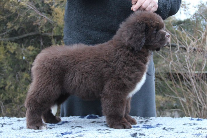 Фото: ньюфаундленд Gospozha Udacha s Berega Dona (Госпожа Удача с Берега Дона)