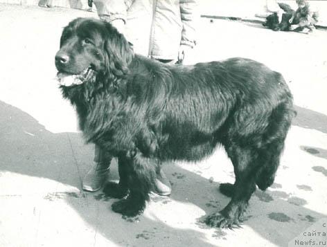 Фото: ньюфаундленд Emerita Fan SHer (Емерита Фан Шер)