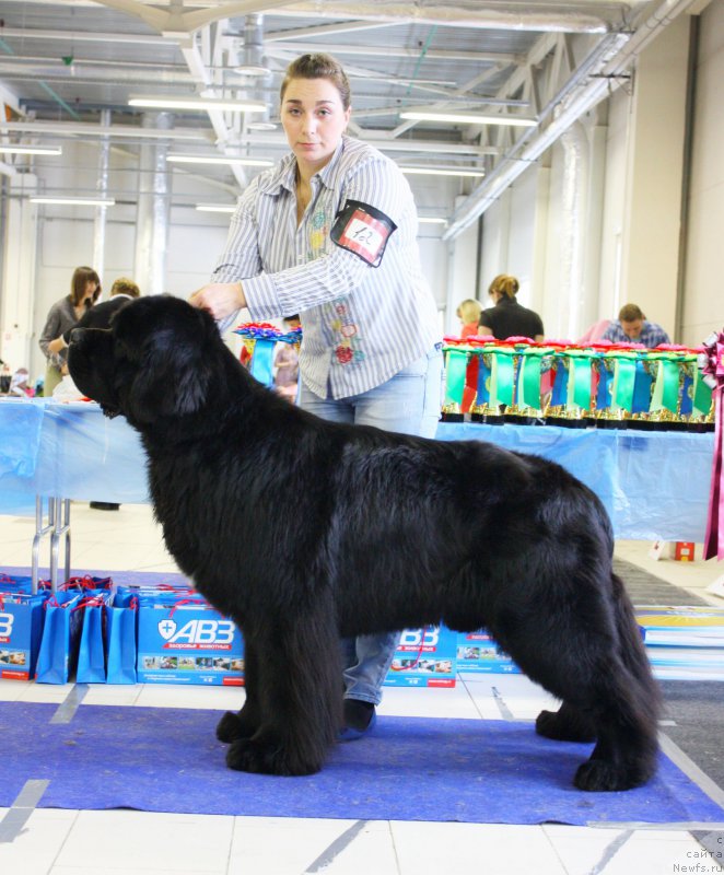 Фото: ньюфаундленд Piternyuf Monte Kristo (Питерньюф Монте Кристо)
