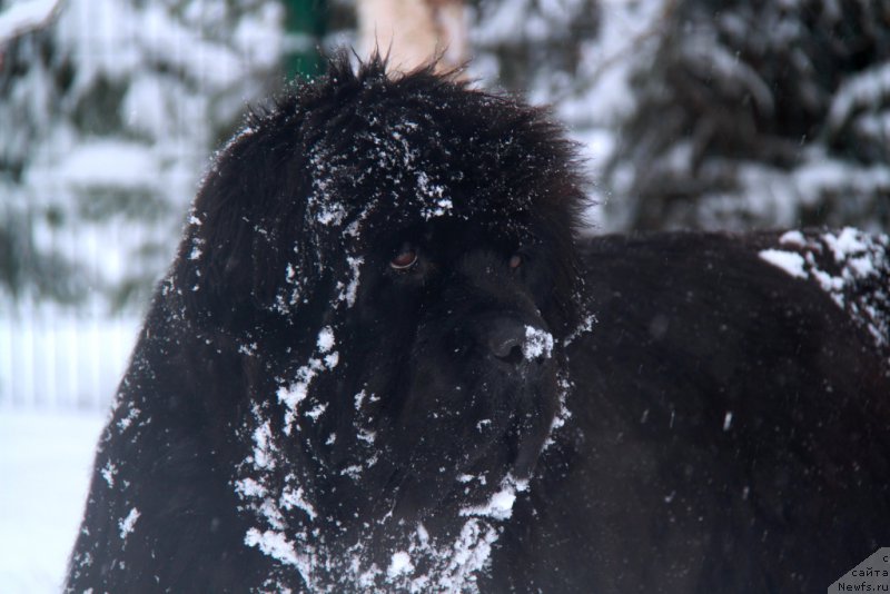 Фото: ньюфаундленд S'Nezhnaya Vjuga Amorone Sartori (С'Нежная Вьюга Амороне Сартори)