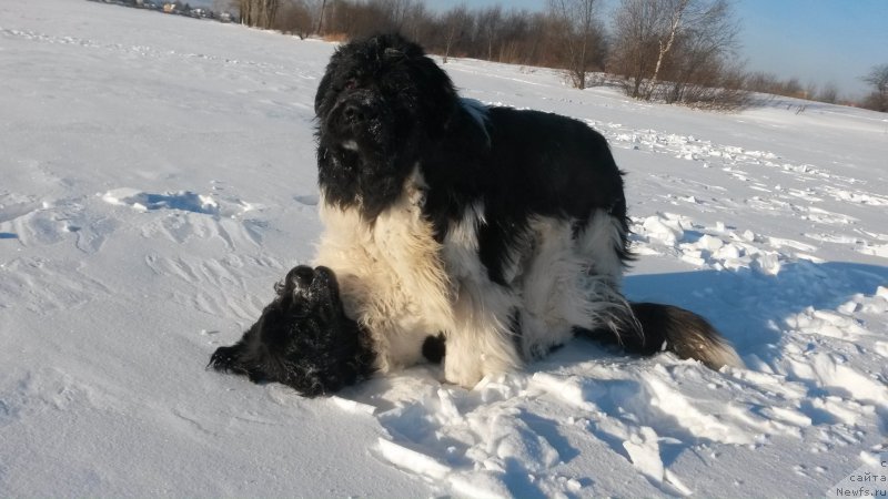 Фото: ньюфаундленд Akvian Song Kroun Royal (Аквиан Сонг Кроун Роял)