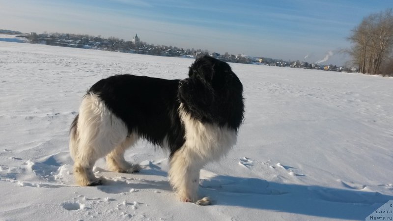 Фото: ньюфаундленд Akvian Song Kroun Royal (Аквиан Сонг Кроун Роял)