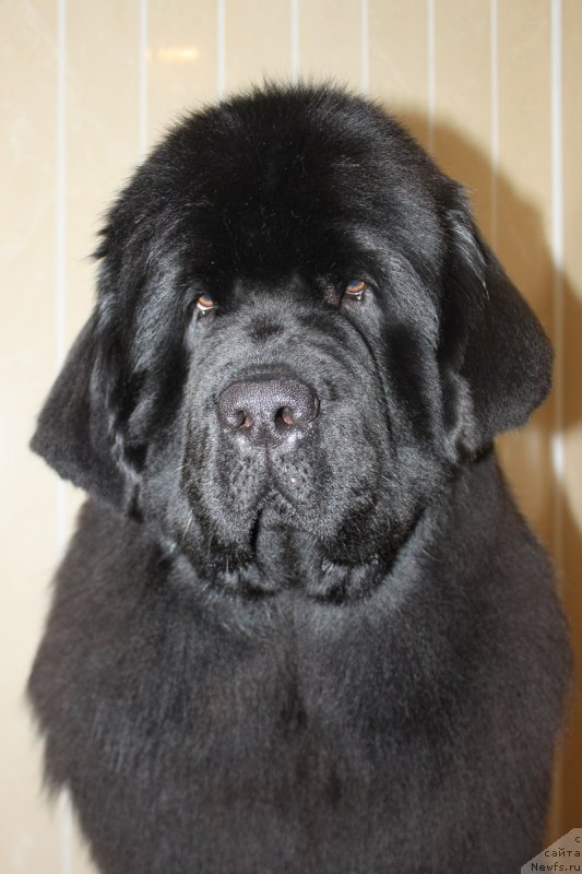 Фото: ньюфаундленд Super Bizon Liliman (Супер Бизон Лилимэн)