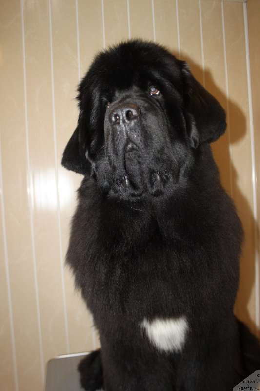 Фото: ньюфаундленд Super Bizon Liliman (Супер Бизон Лилимэн)