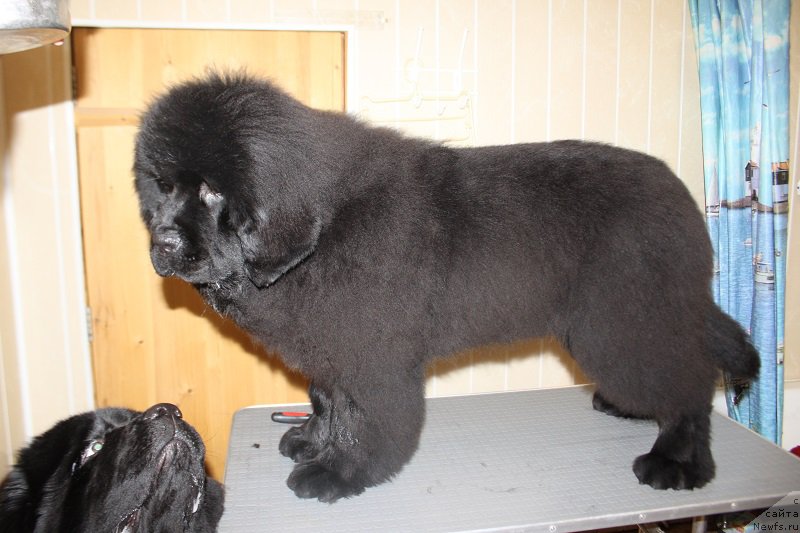 Фото: ньюфаундленд Markiz Maximilien de Mark (Маркиз Максимельен Де Марк)