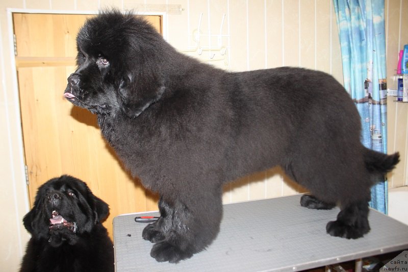 Фото: ньюфаундленд Markiz Maximilien de Mark (Маркиз Максимельен Де Марк)