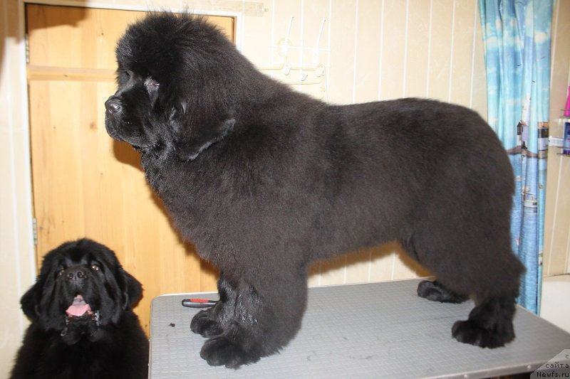 Фото: ньюфаундленд Markiz Maximilien de Mark (Маркиз Максимельен Де Марк)