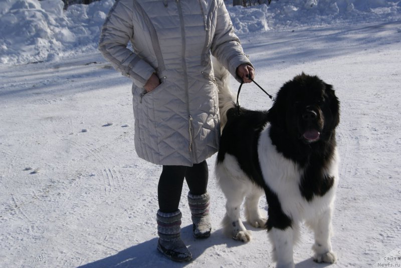 Фото: ньюфаундленд Akvian Song Karamel' (Аквиан Сонг Карамель)