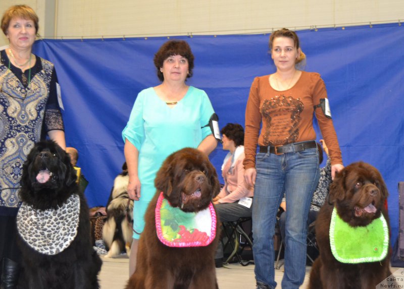 Фото: ньюфаундленд Funnewf Jemapel Madam Nuar (Фанньюф Жемапель Мадам Нуар), Lyudmila Pavlova (Людмила Павлова), ньюфаундленд Charli The Best Helfi Pel (Чарли Де Бест Хелфи Пэл), Elena SHmeleva (Елена Шмелева), ньюфаундленд Charmer Denkam Bronze (Чармер Денкам Бронз), Elena YAkovleva (Елена Яковлева)