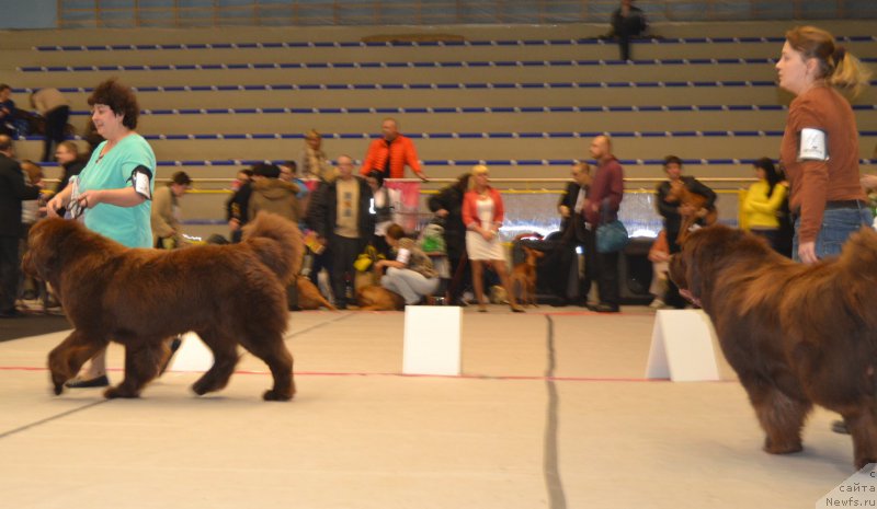 Фото: ньюфаундленд Charli The Best Helfi Pel (Чарли Де Бест Хелфи Пэл), Elena SHmeleva (Елена Шмелева), ньюфаундленд Charmer Denkam Bronze (Чармер Денкам Бронз), Elena YAkovleva (Елена Яковлева)