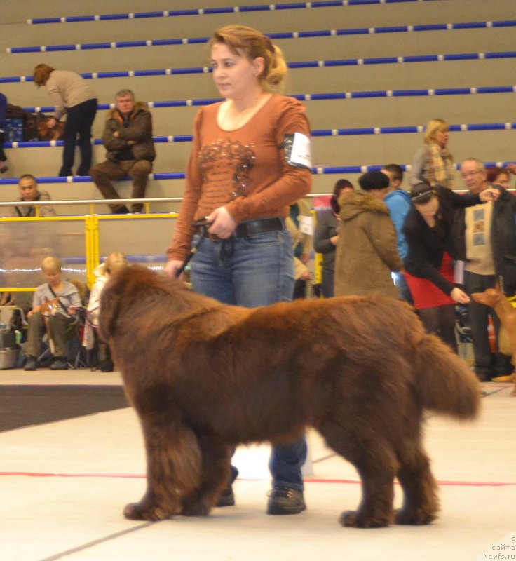 Фото: ньюфаундленд Charmer Denkam Bronze (Чармер Денкам Бронз), Elena YAkovleva (Елена Яковлева)