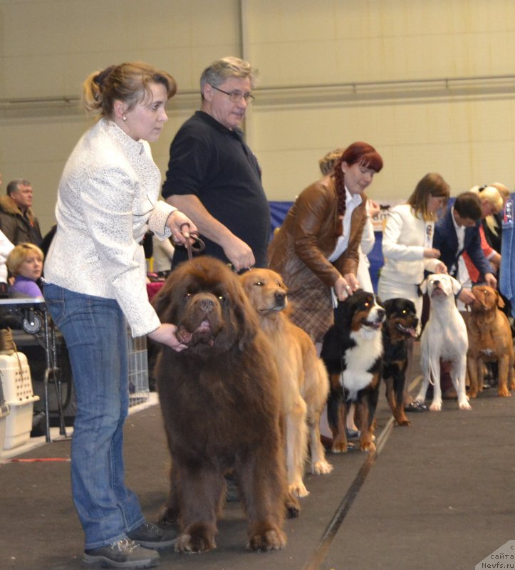 Фото: ньюфаундленд Charli The Best Helfi Pel (Чарли Де Бест Хелфи Пэл), Elena YAkovleva (Елена Яковлева)