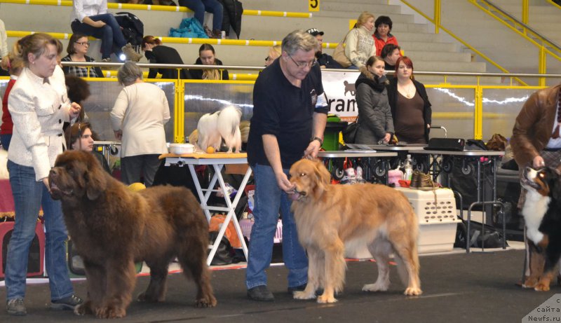 Фото: ньюфаундленд Charli The Best Helfi Pel (Чарли Де Бест Хелфи Пэл), Elena YAkovleva (Елена Яковлева)