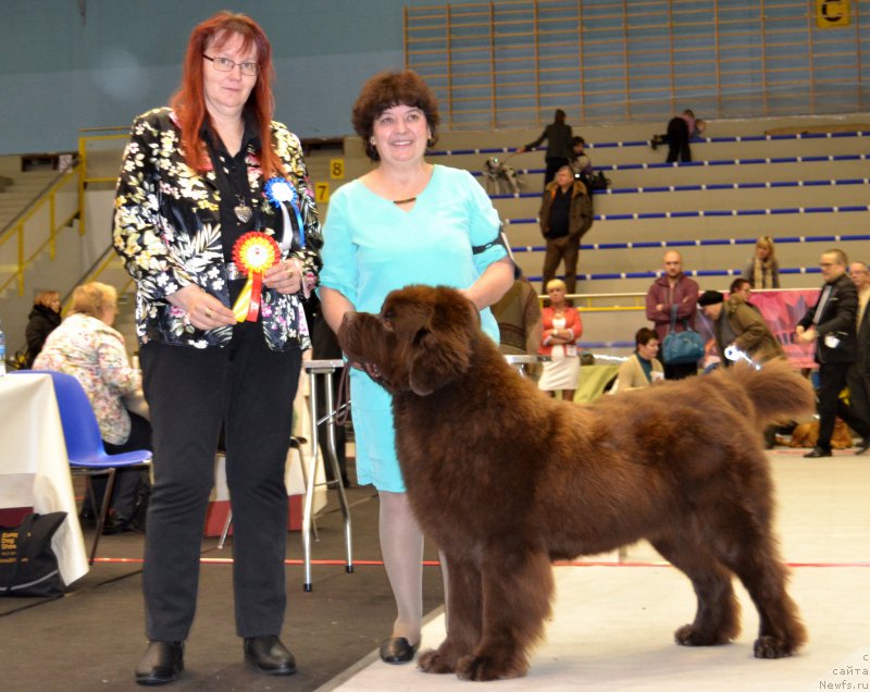 Фото: ньюфаундленд Charli The Best Helfi Pel (Чарли Де Бест Хелфи Пэл), Elena SHmeleva (Елена Шмелева)