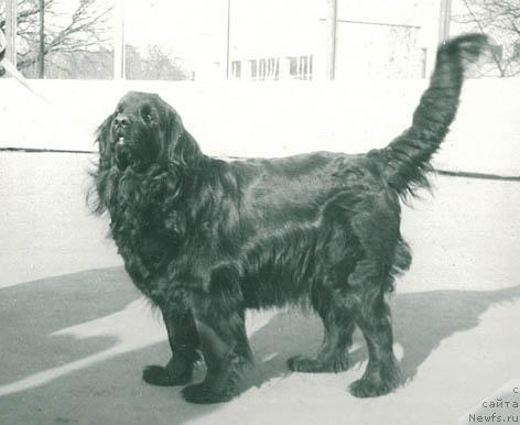 Фото: ньюфаундленд Al'ba Regi Lin (Альба Реги Лин)