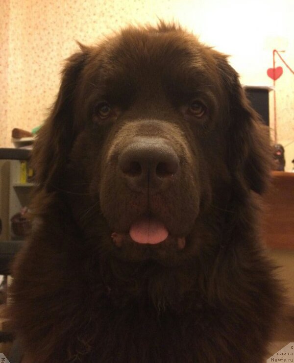 Фото: ньюфаундленд Chara Hani Les (Чара Хани Лес)
