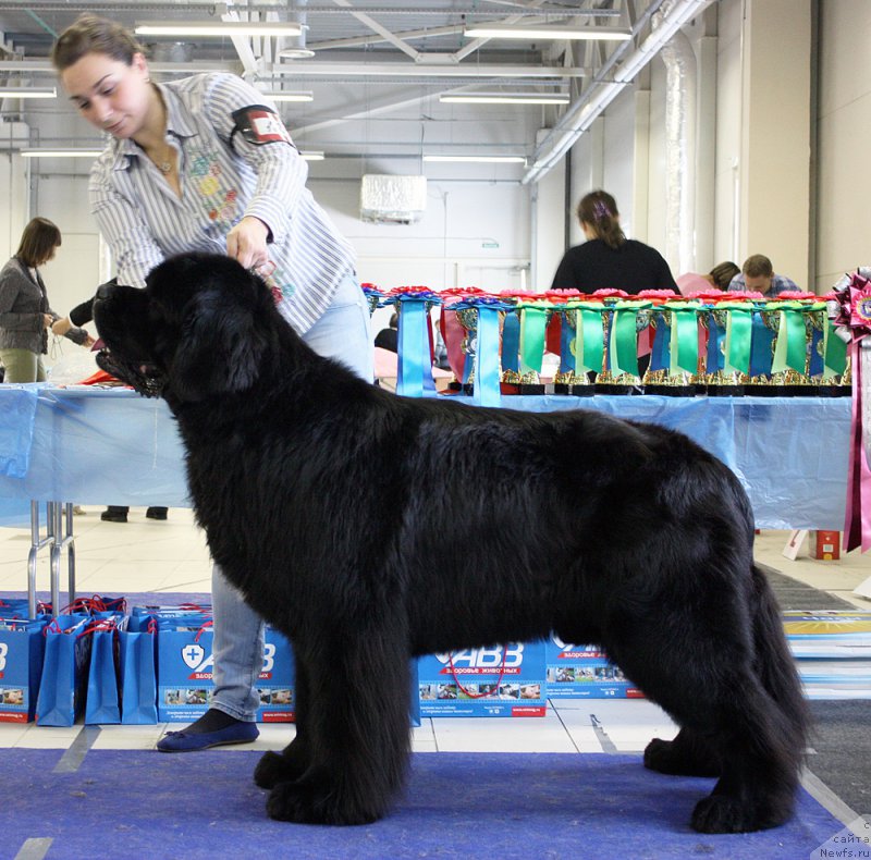 Фото: ньюфаундленд Piternyuf Monte Kristo (Питерньюф Монте Кристо)