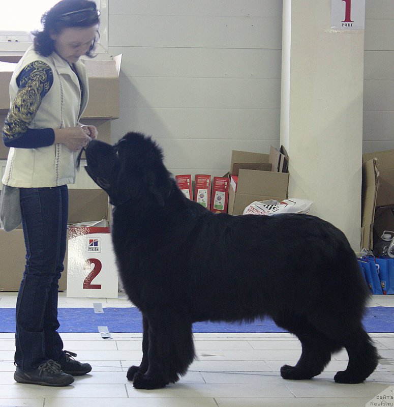 Фото: ньюфаундленд Beguschaya po Volnam Dancing Queen (Бегущая по Волнам Дансинг Квин)