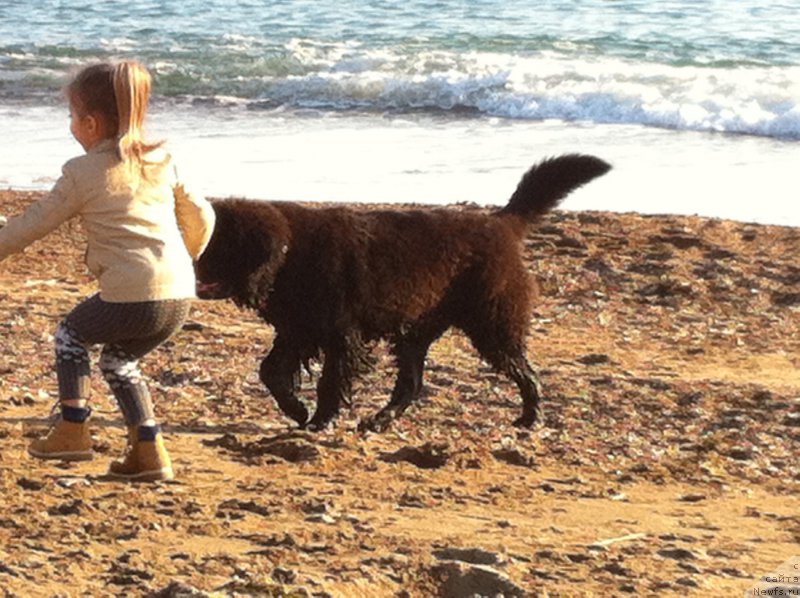 Фото: Evgeniy Kurpas (Евгений Курпас), ньюфаундленд Brownblood MSK Harita Havva (Браунблад МСК Харита Хавва)