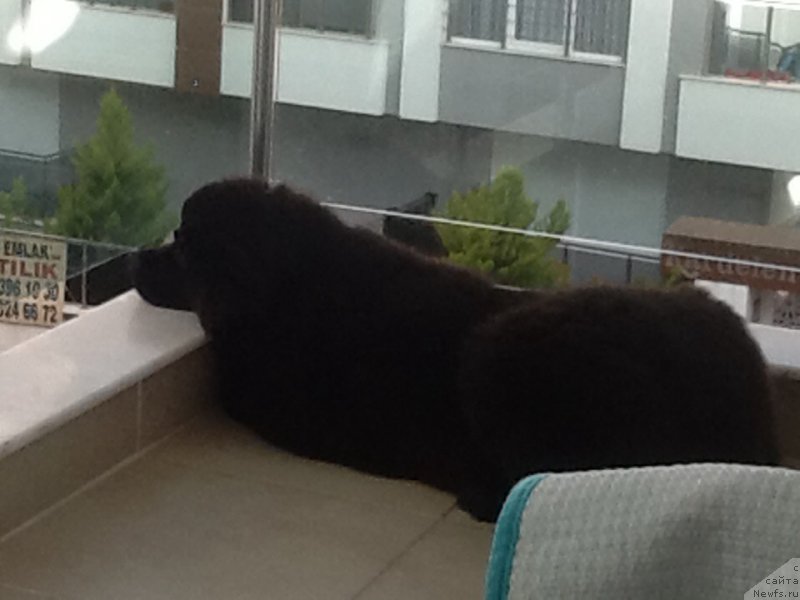 Фото: ньюфаундленд Brownblood MSK Harita Havva (Браунблад МСК Харита Хавва)