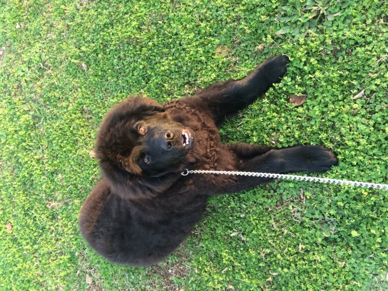 Фото: ньюфаундленд Brownblood MSK Harita Havva (Браунблад МСК Харита Хавва)