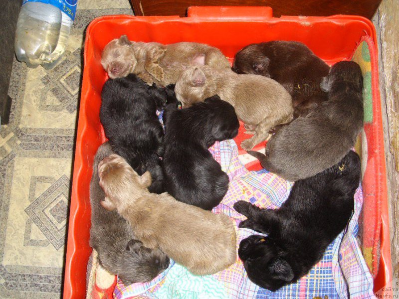 Фото: детки, ньюфаундленд CHernyiy SHarm Amber Best Dog FO Marleon (Черный Шарм Амбер Бест Дог ФО Марлеон), ньюфаундленд Akvamarinovaya Krasotka dlya Marleon (Аквамариновая Красотка для Марлеон)