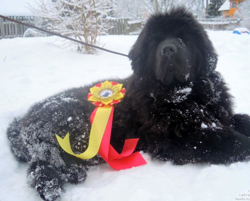 Фото: ньюфаундленд Alfa Dar Oksa Arsemiy (Альфа Дар Окса Арсёмий)