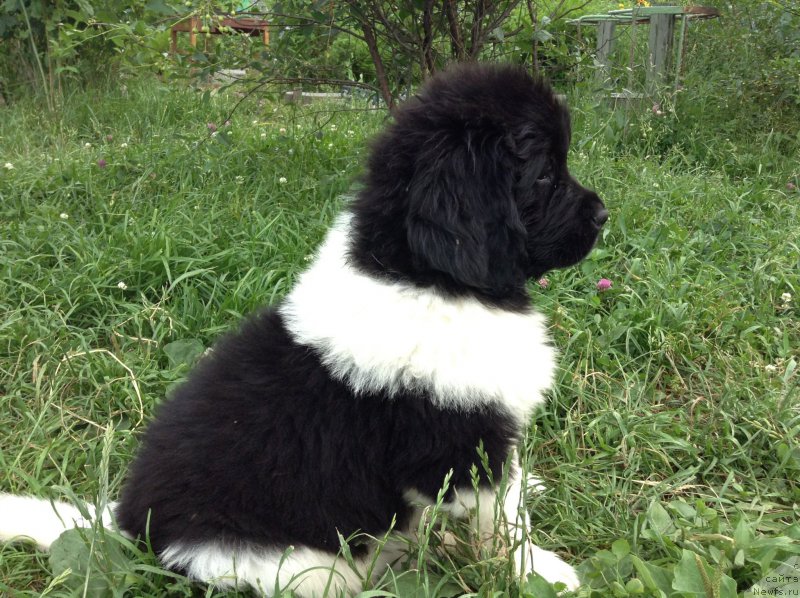 Фото: ньюфаундленд Akvian Song Karamel' (Аквиан Сонг Карамель)