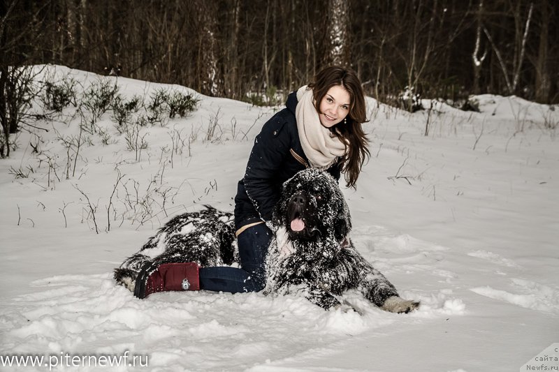 Фото: ньюфаундленд Piternyuf Omnia Vincet Amor (Питерньюф Омниа Винсет Амор), Anastasiya Kormakova (Анастасия Кормакова)