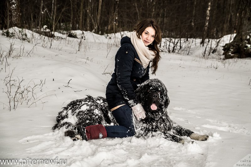 Фото: ньюфаундленд Piternyuf Omnia Vincet Amor (Питерньюф Омниа Винсет Амор), Anastasiya Kormakova (Анастасия Кормакова)