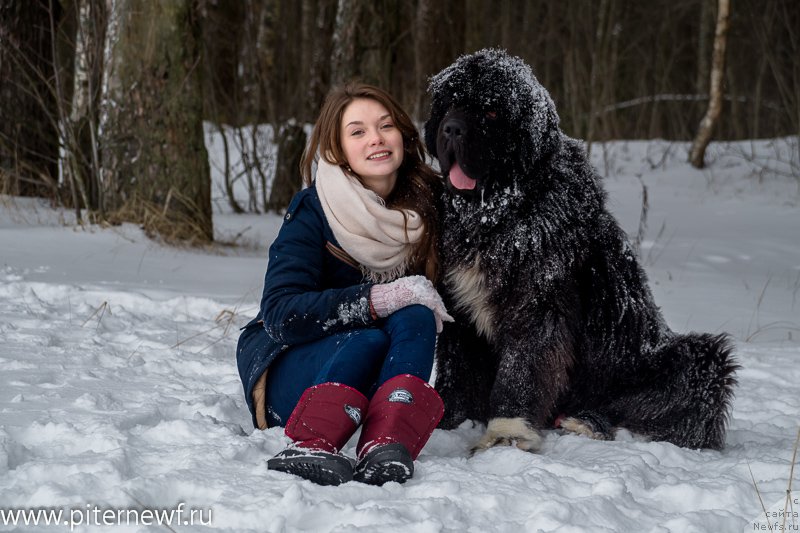 Фото: ньюфаундленд Piternyuf Omnia Vincet Amor (Питерньюф Омниа Винсет Амор), Anastasiya Kormakova (Анастасия Кормакова)