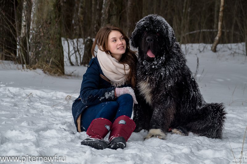 Фото: ньюфаундленд Piternyuf Omnia Vincet Amor (Питерньюф Омниа Винсет Амор), Anastasiya Kormakova (Анастасия Кормакова)