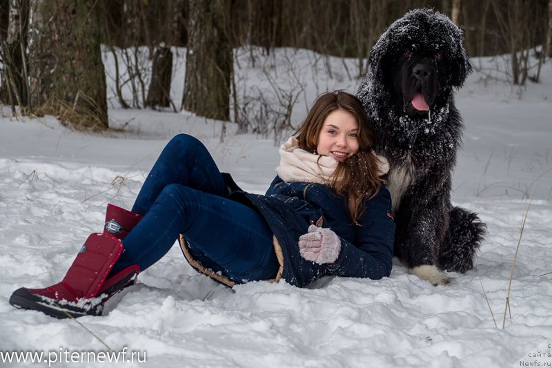 Фото: ньюфаундленд Piternyuf Omnia Vincet Amor (Питерньюф Омниа Винсет Амор), Anastasiya Kormakova (Анастасия Кормакова)