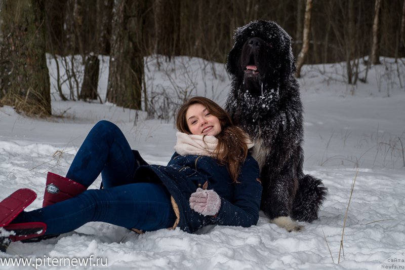 Фото: ньюфаундленд Piternyuf Omnia Vincet Amor (Питерньюф Омниа Винсет Амор), Anastasiya Kormakova (Анастасия Кормакова)