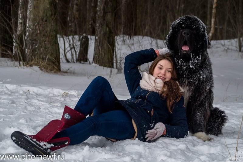 Фото: ньюфаундленд Piternyuf Omnia Vincet Amor (Питерньюф Омниа Винсет Амор), Anastasiya Kormakova (Анастасия Кормакова)